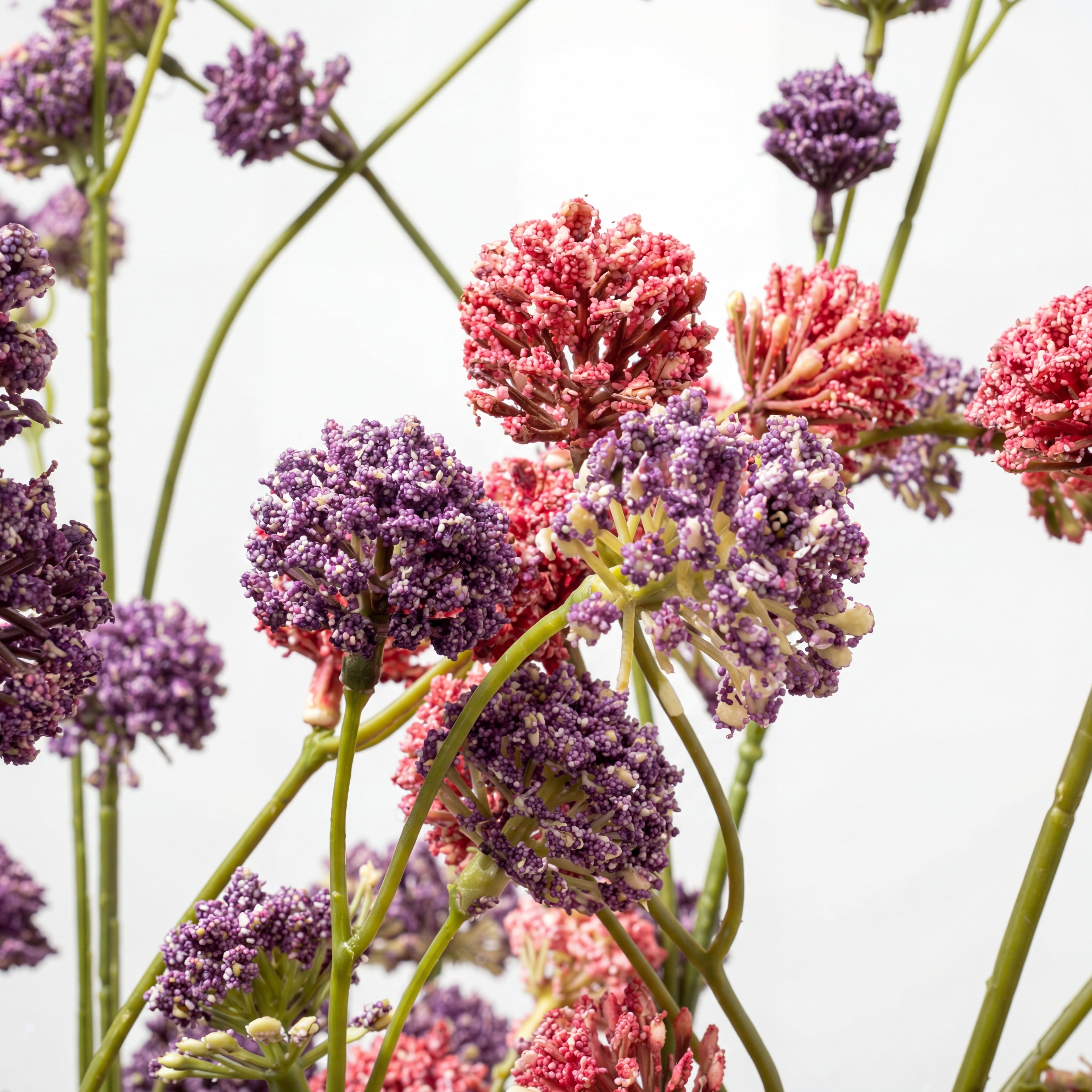 Maison Fleuré - No. 7