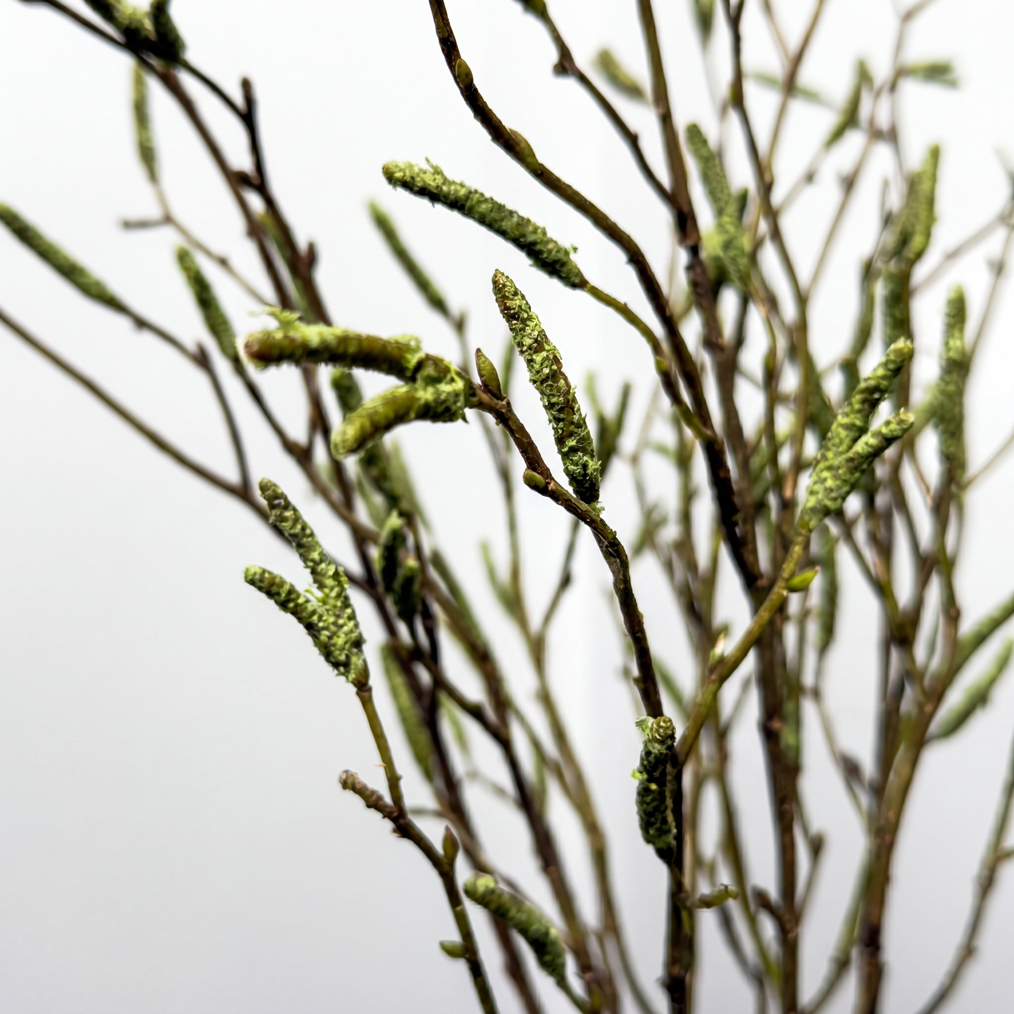 Maison Fleuré No. 9